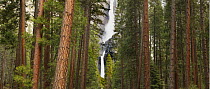Bridalveil Falls viewed through coniferous forest, Yosemite National Park, California, USA