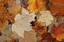 Rain drops on fallen Sugar Maple Leaves (Acer saccharum) in autumn, Michigan, USA