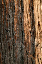 Fire scorched bark of Incense cedar tree (Calocedrus decurrens) Yosemite National Park, California, USA