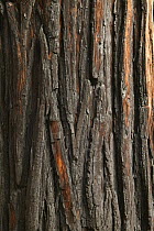 Fire scorched bark of Incense cedar tree (Calocedrus decurrens) Yosemite National Park, California, USA