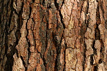 Bark of Ponderosa pine tree (Pinus ponderosa) Yosemite National Park, California, USA