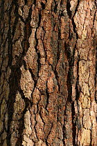 Bark of Ponderosa pine tree (Pinus ponderosa) Yosemite National Park, California, USA