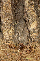Pine cones on dry needles at base of trunk of Ponderosa pine tree (Pinus ponderosa) Yosemite National Park, California, USA