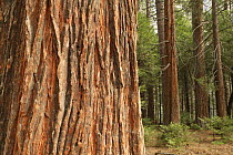 Bark of Incense cedar tree (Calocedrus decurrens) with younger cedars and Ponderosa pine trees (Pinus ponderosa) behind, Yosemite National Park, California, USA