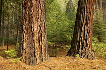 Trunks of Ponderosa pine (Pinus ponderosa) (left) and Incense cedar (Calocedrus decurrens) (right) trees, lower montane forest, Yosemite National Park, California, USA