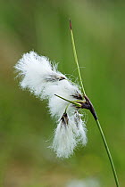 Common Cotton Grass / Bog Cotton {Eriophorum angustifolium} County Mayo, Republic of Ireland, May.