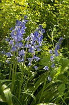 Spanish Bluebell {Hyacinthoides hispanica} in woodland, UK