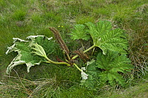 {Gunnera tinctoria} attempt by farmer to kill with weedkiller, the glyphosate RoundUp, County Mayo, Republic of Ireland, May.