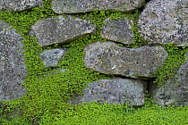 Dry stone wall with Mind-your-own-business / Baby? Tears {Soleirolia / Helxine soleirolii} Mulranney, County Mayo, Republic of Ireland - invasive plant from Corsica and Sardinia