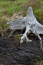 Peat bog with bog oak. County Mayo, Republic of Ireland, May