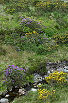Rhododendron {Rhododendron ponticum} invading upland moorland, County Mayo, Republic of Ireland.