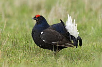 Black Grouse / Black Cock / Moor Cock {Tetrao tetrix} displaying on Lek, Upper Teesdale, Co Durham, UK