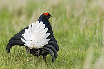 Black Grouse / Black Cock / Moor Cock {Tetrao tetrix} displaying on Lek, Upper Teesdale, Co Durham, UK