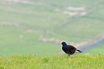 Black Grouse / Black Cock / Moor Cock {Tetrao tetrix} with moorland beyond, Upper Teesdale, Co Durham, England. UK