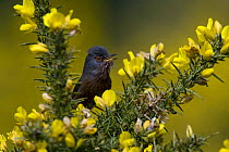 Dartford Warbler (Sylvia undata) male singing from Gorse, Surrey, England. UK