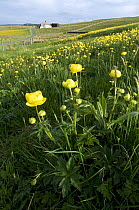 Globe flowers (Trollius europeaus) Upper Teesdale, Co Durham, England. UK