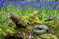 Grass snake (Natrix natrix) basking on tree stump among Bluebells, Hertfordshire, England. UK