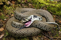Grass snake (Natrix natrix) drawing breath while feigning death, Hertfordshire, England. UK