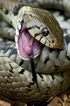 Grass snake (Natrix natrix) feigning death, Hertfordshire, England. UK