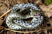 Grass snake (Natrix natrix) feigning death, Hertfordshire, England. UK