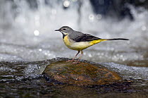 Grey Wagtail (Motacilla cinerea) female on rock in fast flowing upland stream, Upper Teesdale, Co Durham, England. UK