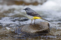 Grey Wagtail (Motacilla cinerea) male on rock in fast flowing upland stream, Upper Teesdale, Co Durham, England. UK