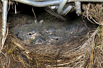 Grey Wagtail (Motacilla cinerea) nest with young, Upper Teesdale, Co Durham, England. UK