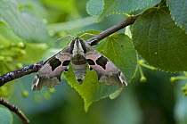 Lime hawkmoth (Mimas tiliae) at rest on Lime twig, Hertfodshire, England. UK