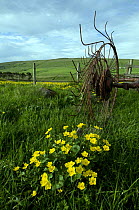 Marsh Marigolds (Caltha palustris) with old farming equipment, Holwick Fell, Upper Teesdale, Co Durham, England. UK