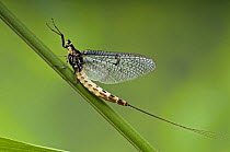 Mayfly (Ephemera danica) newly emerged adult on grass stem, Hertfordshire, England. UK