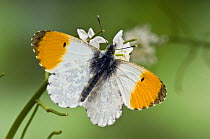 Orange tip butterfly (Anthocharis cardamines) male with wings open on flowers of Garlic Mustard, UK, Captive