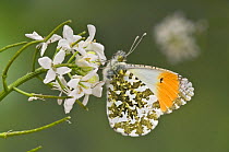 Orange tip butterfly (Anthocaris cardamines) male on flowers of Garlic Mustard, UK, Captive