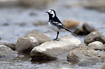 Pied wagtail (Motacilla alba yarrellii) male perched on rock in stream, Upper Teesdale, Co Durham, England. UK