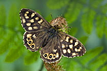 Speckled Wood Butterfly (Pararge aegeria) first generation basking with wings open, Captive, UK