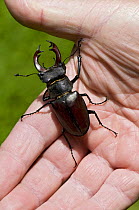 Stag Beetle (Lucanus cervus) male in hand to show scale, West Sussex, England. UK