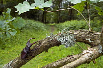 Stag Beetle (Lucanus cervus) Male on Oak branch with woodland ride, West Sussex, England. UK