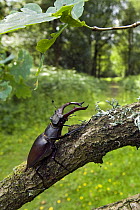 Stag Beetle (Lucanus cervus) male on Oak branch with woodland ride, West Sussex, England. UK