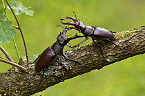 Stag Beetle (Lucanus cervus) two males fighting, West Sussex, England. UK