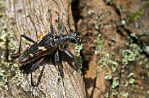 Two-banded Longhorn Beetle (Rhagium bifasciatum) on old wood, West Sussex, England. UK