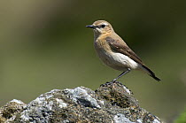 Wheatear (Oenanthe oenanthe) female perched on rock, Upper Teesdale, Co Durham, England. UK