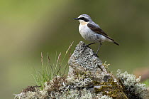 Wheatear (Oenanthe oenanthe) male perched on rock, Upper Teesdale, Co Durham, England. UK
