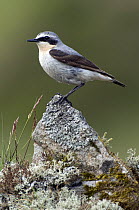 Wheatear (Oenanthe oenanthe) male perched on rock, Upper Teesdale, Co Durham, England. UK