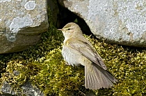 Willow Warbler (Phylloscopus trochilus) sunning itself on wall, Upper Teesdale, Co Durham, England. UK
