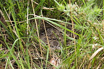 Woodlark (Lullula arborea) Young in nest, Hampshire, England. UK