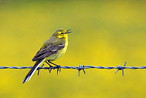 Yellow Wagtail (Motacilla flava flavissima) male singing from barbed wire fence, Upper Teesdale, Co Durham, England. UK