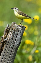 Yellow Wagtail (Motacilla flava flavissima) female perched on old fence post, Upper Teesdale, Co Durham, England. UK