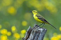 Yellow Wagtail (Motacilla flava flavissima) male perched on old fence post, Upper Teesdale, Co Durham, England. UK