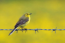 Yellow Wagtail (Motacilla flava flavissima) male perched on barbed wire fence, Upper Teesdale, Co Durham, England. UK