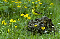 Yellow Wagtail (Motacilla flava flavissima) male perched on rock in meadow of Marsh Marigolds, Upper Teesdale, Co Durham, England. UK