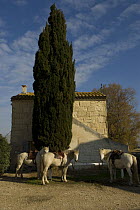 Camargue horses outside traditional stone house, waiting for their guardians, Camargue, France